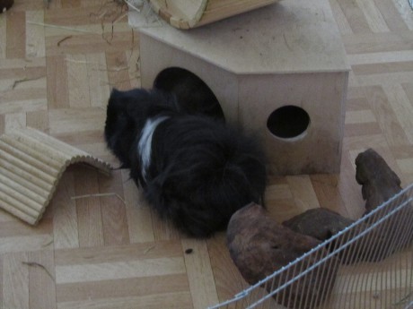 Při čištění klece